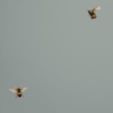 Обои Andrea Rossi Cavolli 54419-7